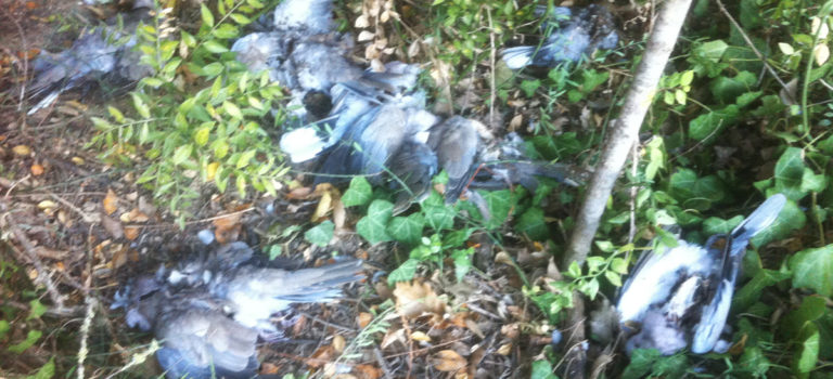 Carnage chez les pigeons